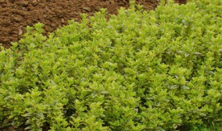 四季青扦插方法 四季青扦插方法简述