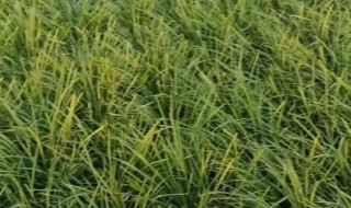 种植麦冬方法 怎么种植麦冬