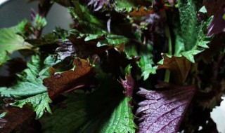 紫苏叶腌制的方法 紫苏叶腌制的方法是什么