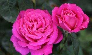 月季养护的方法 月季养护的方法简述