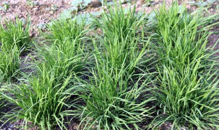 韭菜除草的方法 韭菜除草的技巧