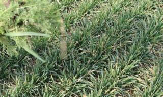 农民除草的方法 农民除草的方法是什么