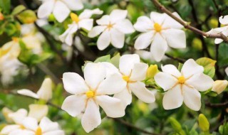 栀子的储存方法 可以保存多久呢