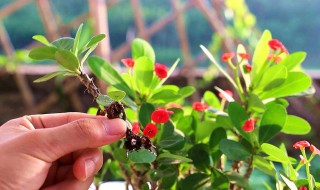 虎刺梅修剪方法 需要怎么剪呢