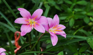 兰草花培养方法 兰草花如何培养