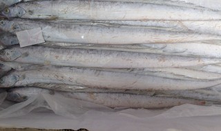 冷冻带鱼运输技巧 冷冻带鱼是怎么运输的