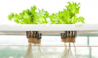 水培蔬菜怎么种植 水培蔬菜种植介绍