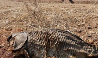 鱼晒干后怎么保存 保存鱼的方法