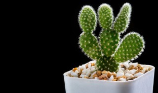 仙人掌的种植方法 如何种植仙人掌