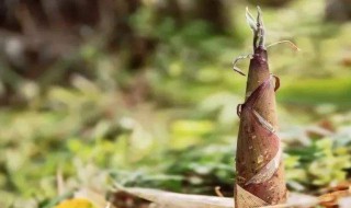 挖竹笋技巧 挖竹笋有什么技巧