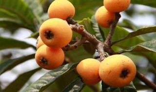 枇杷正确施肥方法 枇杷正确施肥方法简述