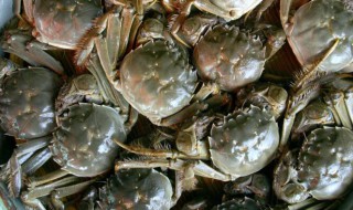 大闸蟹的储存方法 大闸蟹的储存方法有哪些