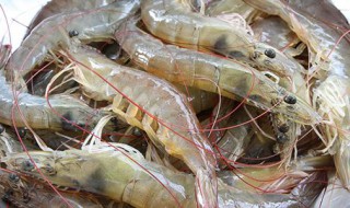 虾怎么保存不会死 活虾怎么保存不死