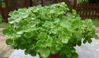 碰碰香的养护技巧 碰碰香的养殖方法之六个要点