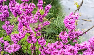 紫金藤育苗方法 需要怎么浇水呢