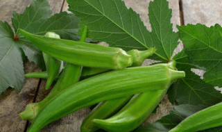 秋葵种植的方法 这样种长得很好