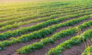 红薯藤移栽方法 什么时候种最合适