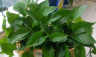 绿萝修剪方法 修剪绿萝的步骤