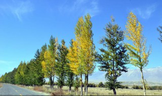 白杨具有什么特点和品质 白杨的特点和品质简述