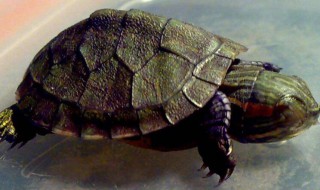 巴西龟怎么冬眠 巴西龟的冬眠方法