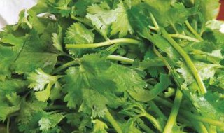 稥菜储存方法 存放香菜的窍门