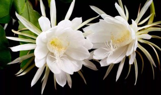 昙花的花语和传说 有关昙花的花语和传说介绍