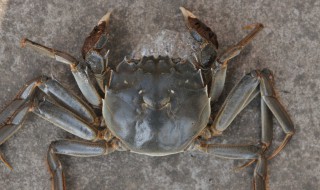 螃蟹吐脏方法 螃蟹如何吐沙