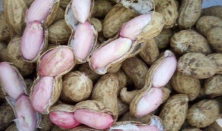 带壳鲜花生煮熟后怎么保存 煮熟的带壳花生该怎样保存