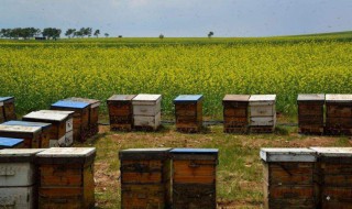 如何做蜜蜂才会认可蜂箱 怎么才能让蜜蜂来自己的蜂箱里