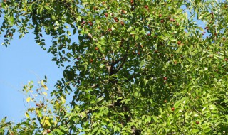 酸枣木表面如何处理好看 怎样防止它开裂
