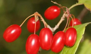 辟邪翁是什么植物 重阳为什么佩戴茱萸