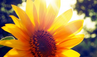 发朋友圈早上好简单一句话语 发朋友圈早上好简单一句话语有哪些