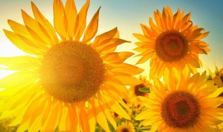 小学生怎样做内心坚强的人 小学生如何做真正内心强大的人