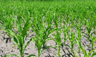 玉米苗为什么要割掉 原来是因为这个原因