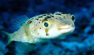 切河豚的方法 如何切河豚