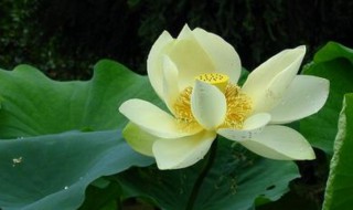 大悲咒为什么会招鬼 大悲咒解释