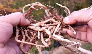 兰花黑根如何处理 还能救活吗