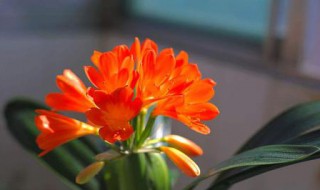 君子兰有多棵如何处理 分出来的根可种吗