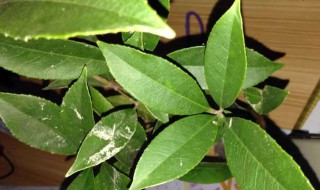 桂花叶子长褐斑如何处理 桂花叶子长褐斑处理方法介绍