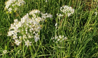 韭菜开花后如何处理 韭菜开花后处理方法介绍