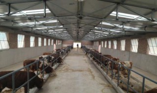 牛棚隔热怎么做 牛棚隔热做的方法