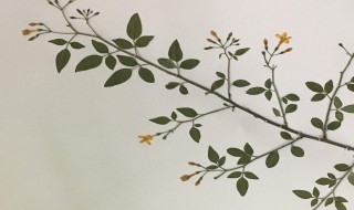 怎样做的植物标本不会掉色 植物标本不会掉色的做法