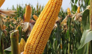 种玉米方法 玉米的种植方法