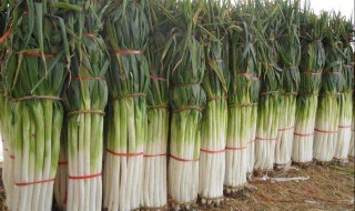 大葱秋后管理方法 大葱秋后如何管理