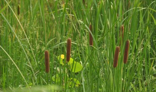 除蒲草方法 除蒲草的一些方法