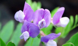 香豌豆的栽种方法 最合适的生长开花温度是多少呢