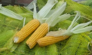水果玉米栽种方法 水果玉米如何栽种