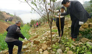 岸边种树的好处 岸边种树的好处是什么