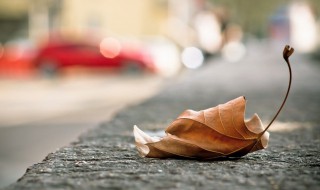 秋天的落叶的句子 有什么关于秋天落叶的说说