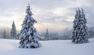 描写松树的优美句子 不畏风刀霜剑就是它
